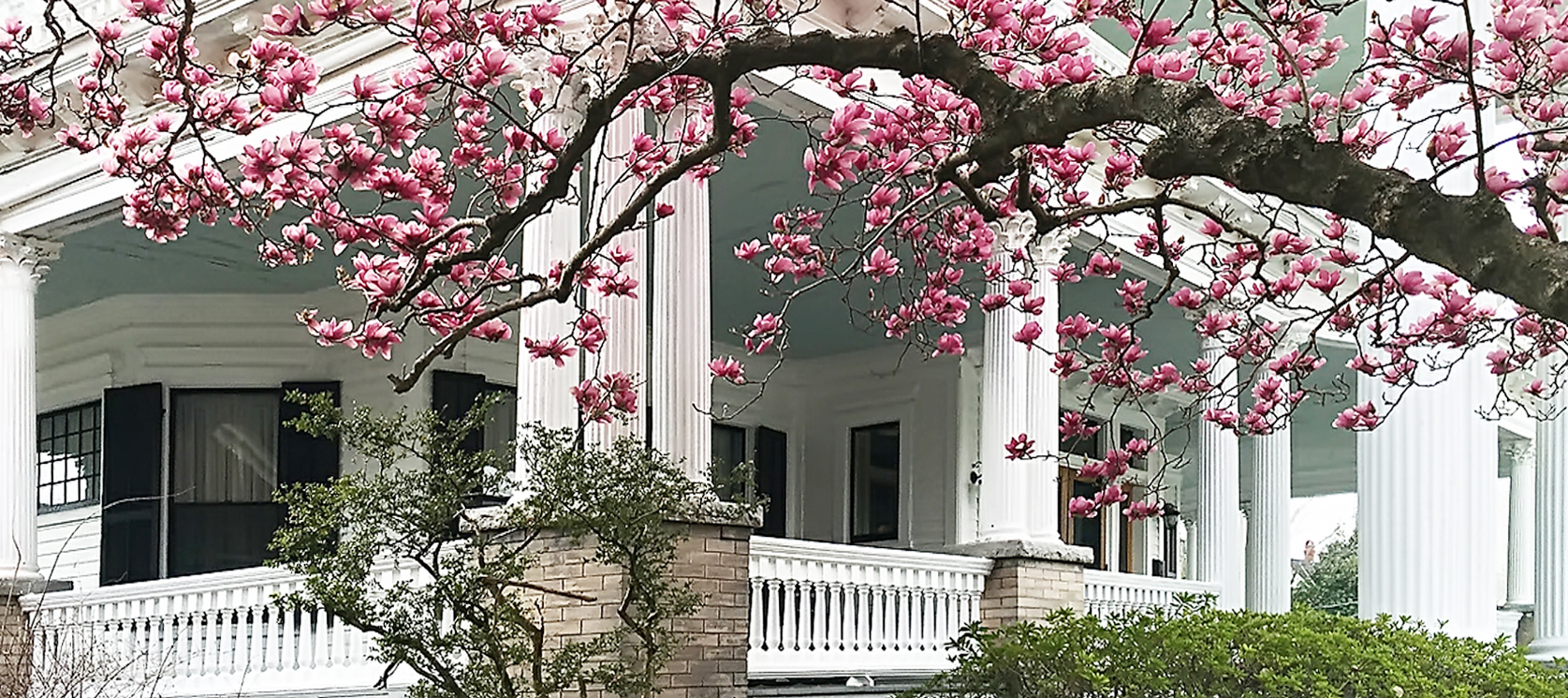 blossoms on cherry tree in front of historic bed and breakfast