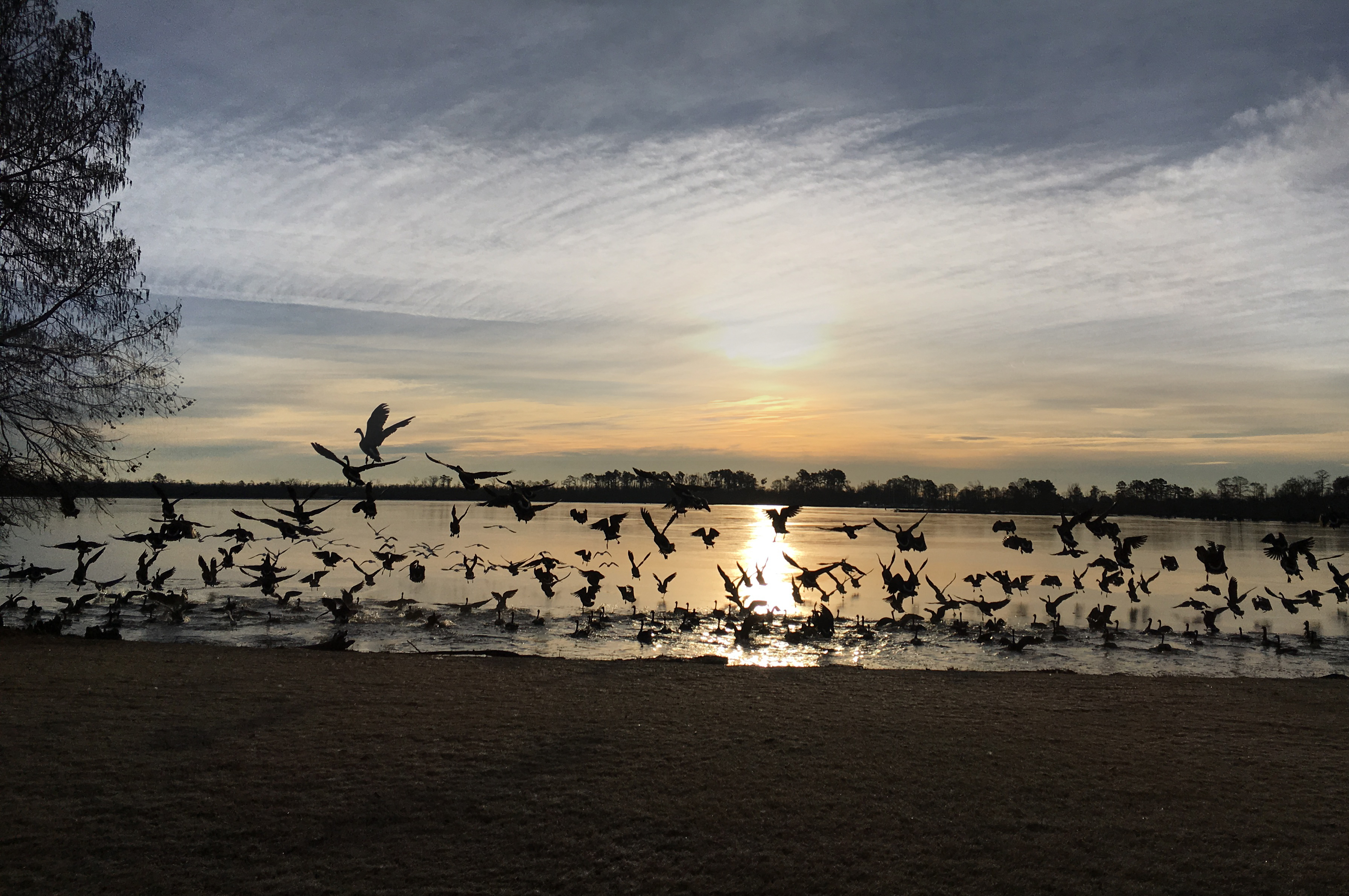 sillhouettes of waterfowl flying at dusk by the water