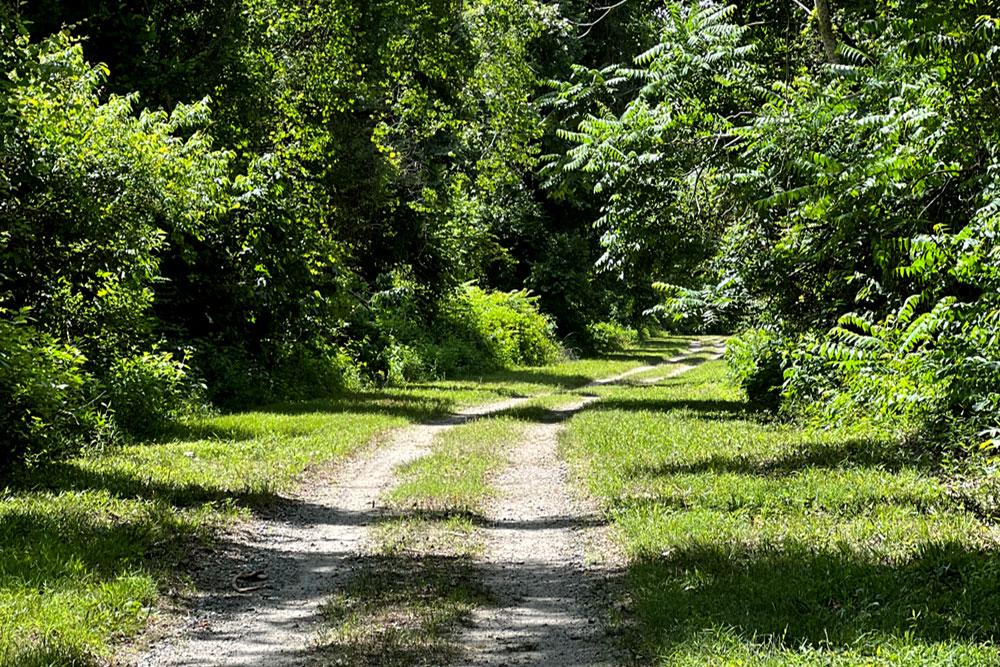 Dismal State Swamp Park