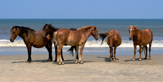 harem of corolla wild spanish mustangs on the beach