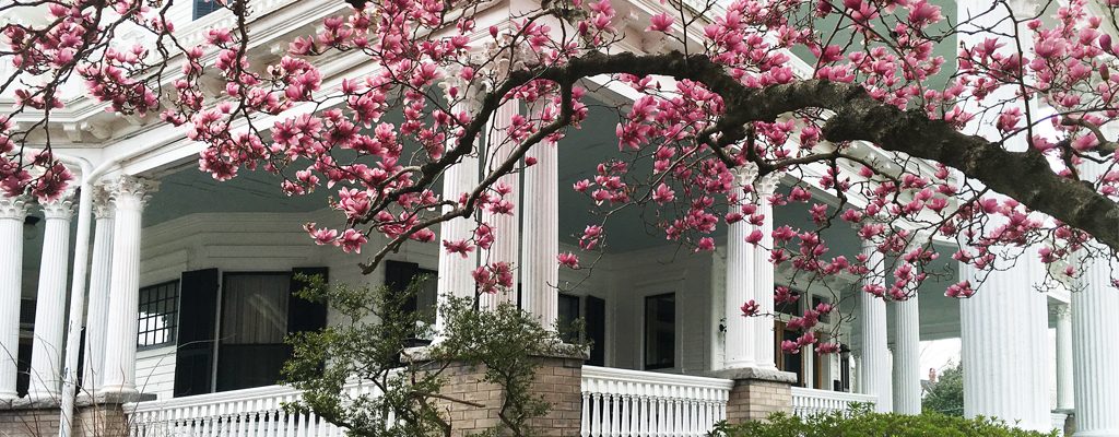cherry blossoms in front of historic home