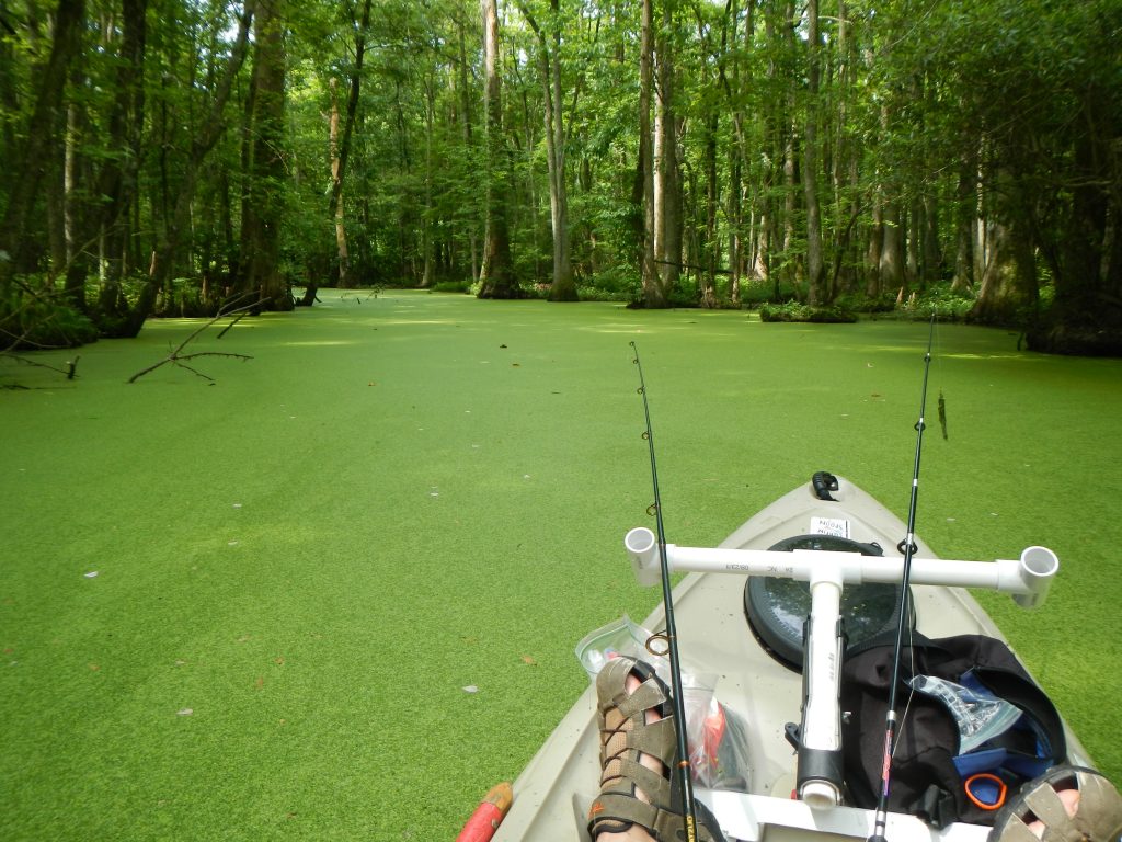 Kayaking in Duck Weed swamp