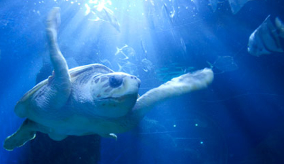Visit Elizabeth City - FeatureD Image VA Bch Aquarium Marine Science